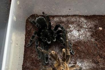 - bird spiders kaufen und verkaufen Photo: Adult males: doriae, simoroxigorum, natanicharum