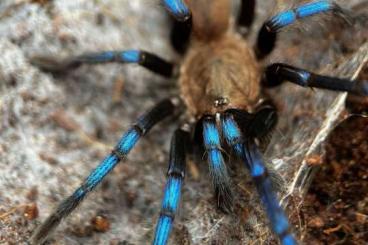 Vogelspinnen kaufen und verkaufen Foto:  0.0.100 Birupes simoroxigorum slings