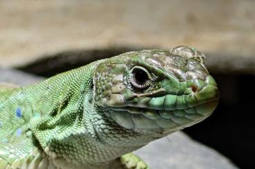 Echsen  kaufen und verkaufen Foto: 2 weibliche Timon Tangitanus Perleidechsen in erfahrene Hände abzugebe