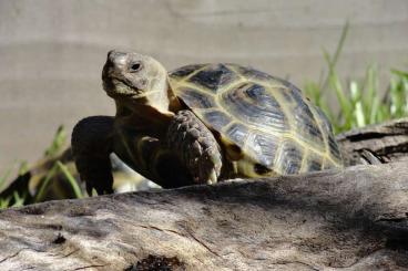 Landschildkröten kaufen und verkaufen Foto: Russische Vierzehenschildkröten NZ