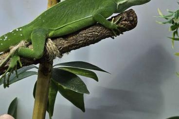 Lizards kaufen und verkaufen Photo: 1.1 Brachylophus faciatus!!!!!Fidschi Leguan!!!!