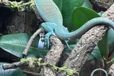 Monitor lizards kaufen und verkaufen Photo: Varanus Prasinus "Merauke" 1.0!!!!