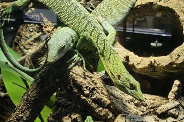 Monitor lizards kaufen und verkaufen Photo: Varanus Prasinus 1.1!!!!Top Tiere!!!!Auch tausch!!!!