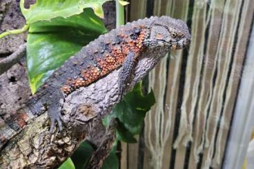 Lizards kaufen und verkaufen Photo: Shinisaurus crocodilurus 1.2 Gruppe!!!!!Top Tiere!!!!!