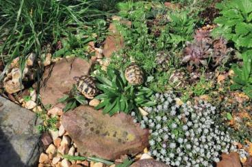 Schildkröten  kaufen und verkaufen Foto: Testudo hermanni boettgeri NZ 23