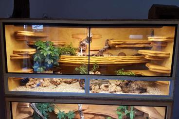 Terrarien kaufen und verkaufen Photo: OSB Terrarium 150x60x110 Terrarien kaufen und verkaufen Photo: OSB Terrarium 150x60x110