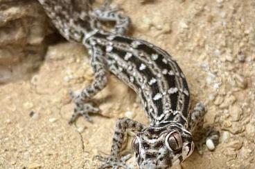 Geckos kaufen und verkaufen Photo: Ptyodactylus, Bavayia, Eublepharis, Lepidodactylus, Oedura