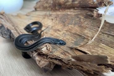 Snakes kaufen und verkaufen Photo: Elaphe Dione Bestandsauflösung