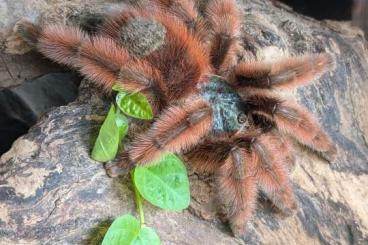 - bird spiders kaufen und verkaufen Photo: C.versicolor 2. FH zu verkaufen 