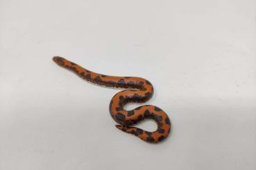 Boas kaufen und verkaufen Foto: Sell a clutch of Normal x Dodoma (Eryx colubrinus)