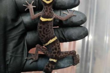 Geckos kaufen und verkaufen Foto: Goniurosaurus lichtenfelderi CB2021 0.2