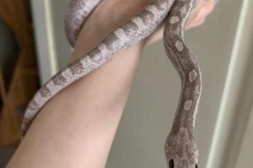 Snakes kaufen und verkaufen Photo: Schöne, gesunde Kornnatter sucht schlangengerechtes Zuhause