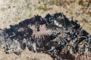 Sonstiges kaufen und verkaufen Foto: Camponotus mus / Ameisen / Ameisenkolonie / Ameisenkönigin