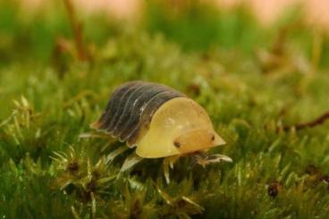 Krebstiere terrestrisch  kaufen und verkaufen Foto: Cubaris/Sinodillo/Cristarmadillidium/Armadillidium Asseln Isopods