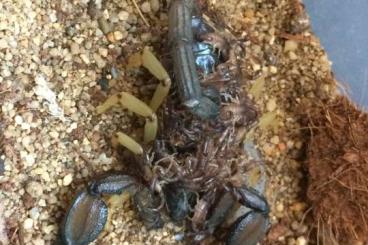 Scorpions kaufen und verkaufen Photo: Scorpion offer 09/24 scorplings and young pairs