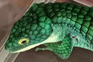 Echsen  kaufen und verkaufen Foto: 0.0.5 Abronia graminea CB 2024 blue eyes 