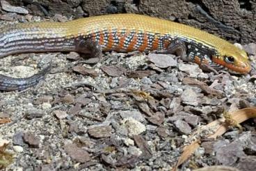 Lizards kaufen und verkaufen Photo: 1.1 Lepidothyris fernandi 