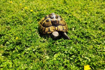 Tortoises kaufen und verkaufen Photo: Testudo hermanni boettgeri