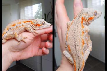 Geckos kaufen und verkaufen Foto: 1.1 Orange striped Höckerkopfgeckos