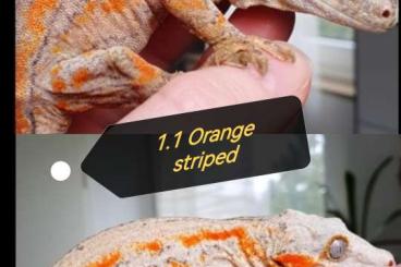 Geckos kaufen und verkaufen Foto: 1.1 Orange striped Höckerkopfgeckos