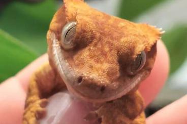 Geckos kaufen und verkaufen Foto: 3 kronengeckos von 8/24 abzugeben