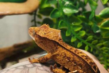 Geckos kaufen und verkaufen Photo: 3 kleine kronis von August 