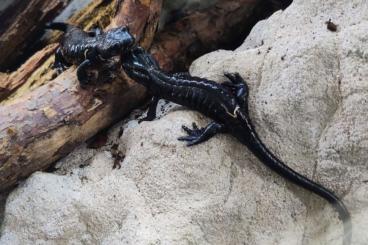 Salamander kaufen und verkaufen Foto: Suche Kontakte bzgl. NZ von Salamandra lanzai 