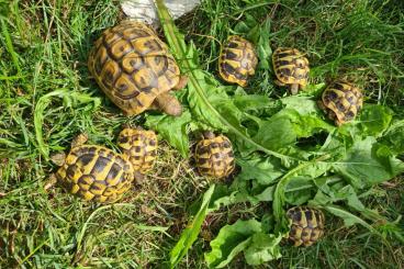 Landschildkröten kaufen und verkaufen Foto: Griechische Landschildkröten Nachzuchten 