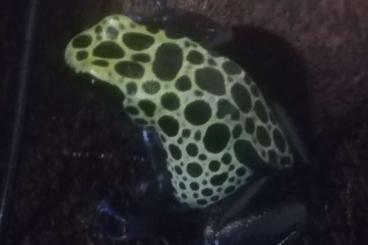 Poison dart frogs kaufen und verkaufen Photo: Dentrobates tinctorius "Sipaliwini"