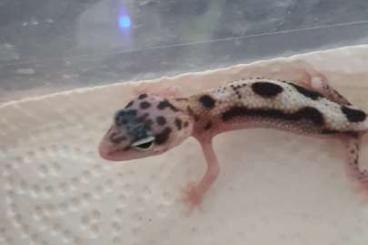 Geckos kaufen und verkaufen Foto: Leopardengeckos  Nachzucht 21  