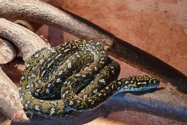 Pythons kaufen und verkaufen Photo: Diamantpython Morelia spilota spilota Pythons kaufen und verkaufen Photo: Diamantpython Morelia spilota spilota