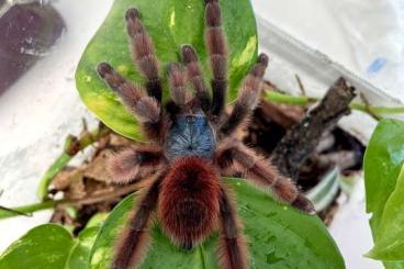 - bird spiders kaufen und verkaufen Photo: 0.1 Caribena versicolor inkl. Terrarium
