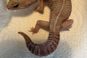 Geckos kaufen und verkaufen Photo: Afrikanischer Krallengecko Albino 0.1 2020