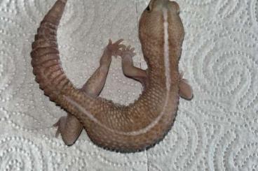 Geckos kaufen und verkaufen Foto: Hemitheconyx caudicintus 