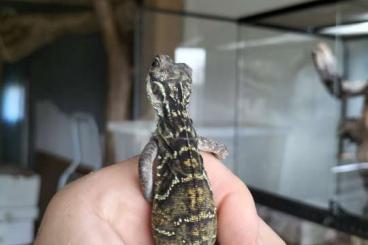 Agama kaufen und verkaufen Photo: Hydrosaurus pustulatus /iguana albinos