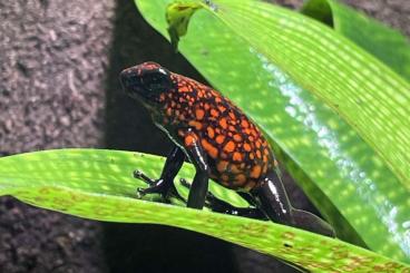Poison dart frogs kaufen und verkaufen Photo: Oophaga histrionica / sylvatica