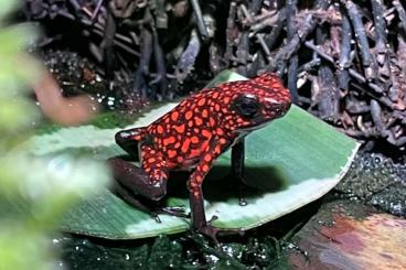 Poison dart frogs kaufen und verkaufen Photo: Oophaga sylvatica diablo 