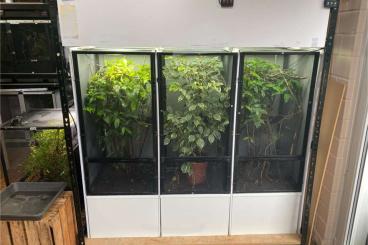 Enclosures kaufen und verkaufen Photo: Gaze Terrarien wegen Hobbyaufgabe abzugeben!