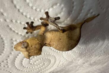 Geckos kaufen und verkaufen Foto: Uroplatus ebenaui ENZ von 2024 abzugeben!