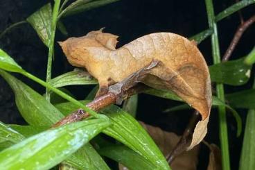 Geckos kaufen und verkaufen Photo: Uroplatus ebenaui 2.3 Adult abzugeben! Geckos kaufen und verkaufen Photo: Uroplatus ebenaui 2.3 Adult abzugeben!