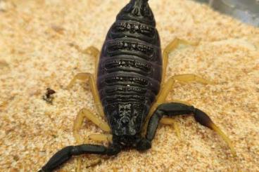 Spiders and Scorpions kaufen und verkaufen Photo: Phidippus, Tapinauchenius  Hottentotta und Co