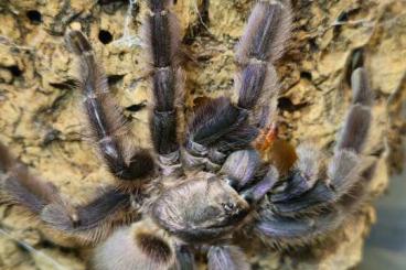 Spinnen und Skorpione kaufen und verkaufen Foto: Tapinauchenius rasti ENZ FH2-3 04/2024