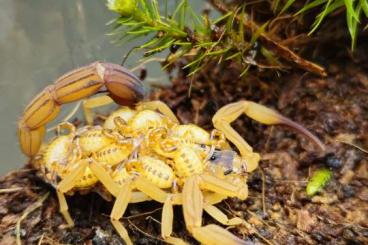 Spiders and Scorpions kaufen und verkaufen Photo: Ctenidae/ Tapinauchenius/ Theraphosa und vieles mehr