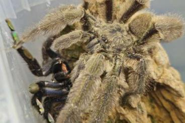 Spinnen und Skorpione kaufen und verkaufen Foto: Tapinauchenius plumipes 0.0.135 FH1 ENZ 07/24
