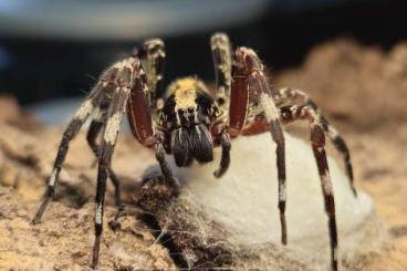 Spinnen und Skorpione kaufen und verkaufen Foto: Ohvida, Pamphobeteus, Theraphosa und Tityus 