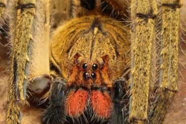 Spinnen und Skorpione kaufen und verkaufen Foto: Echte Spinnen, Vogelspinnen und Skorpione 