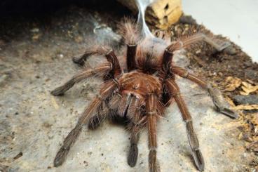 Spinnen und Skorpione kaufen und verkaufen Foto: Theraphosa apophysis 0.1 7cm KL