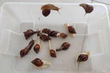Mollusca kaufen und verkaufen Photo: Achatina fulica  Achatschnecken 