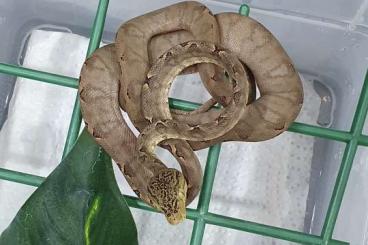 Snakes kaufen und verkaufen Photo: Corallus hortulanus Babys 2024