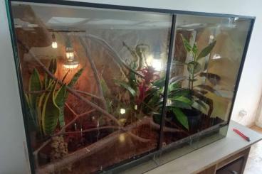 Geckos kaufen und verkaufen Photo: Phelsuma grandis. Taggecko männchen